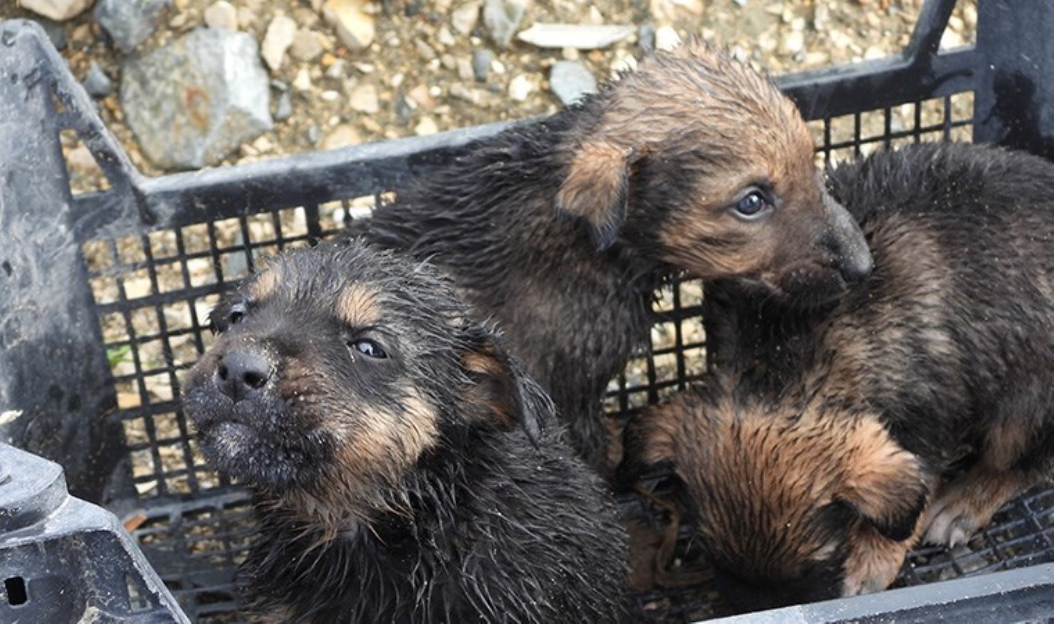 Su tahliye borusuna sıkışan yavru köpekler kurtarıldı